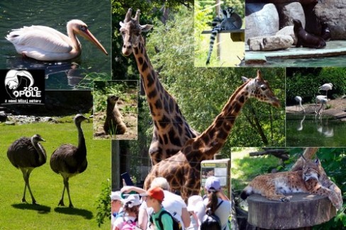 31-maja-zoo