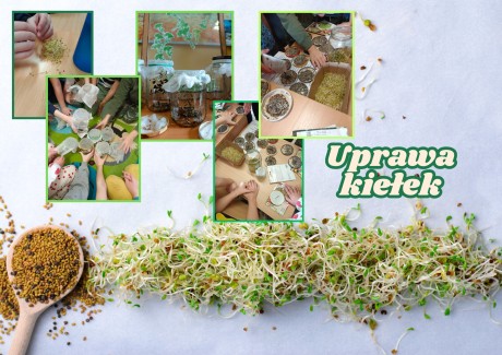Uprawa-kielek
