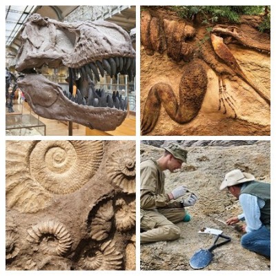 paleontolog-COLLAGE